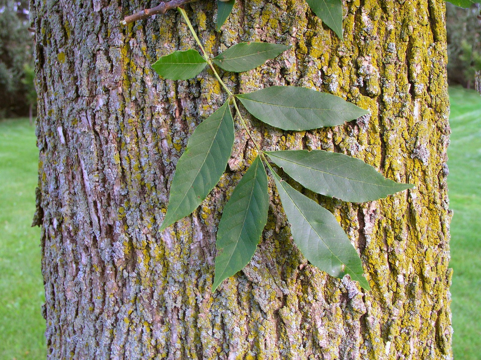 Fraxinus Americana листья
